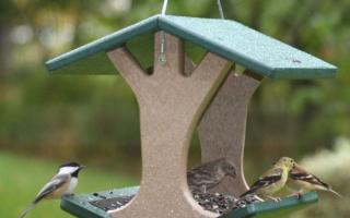 Wooden bird feeders - madali at mabilis gawin