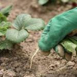 Yabani ot öldürücülerin karşılaştırmalı incelemesi: Bahçedeki savaş nasıl kazanılır Yöntem #4 – malçlamayla koruma