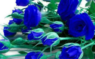 Kako barvati vrtnice modro