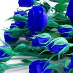 Kako obojiti ruže u plavo