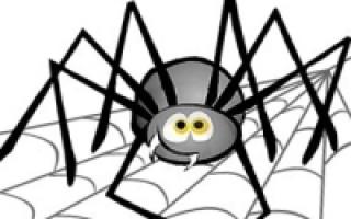 Zašto ne možete ubiti paukove kod kuće?