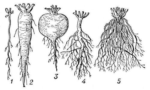 Vodljiva zona.  Građa korijena biljke.  Značajke strukture korijena.  Organiziranje vremena.  Lijepi pozdrav