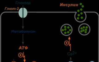 Инсулин - самый молодой гормон