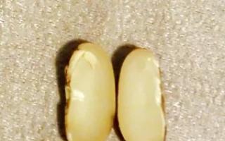 Kaljena pšenična zrna: koristi in kako jesti Kako izgleda kalček