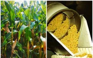 Cómo hacer palitos de maíz