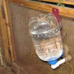 Tavuklar için ev yapımı suluk: nasıl yapılır ve türleri nelerdir?