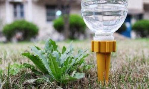 Kako pogosto in pravilno zalivati ​​paradižnik v rastlinjaku s kapljično metodo Zalivanje paradižnika s kapljičnim namakanjem