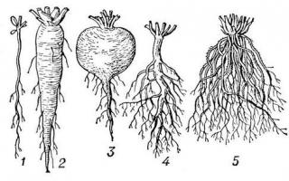 Vodljiva zona.  Građa korijena biljke.  Značajke strukture korijena.  Organiziranje vremena.  Lijepi pozdrav