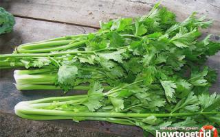 Kako sačuvati list celera za zimu