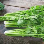 Kako sačuvati list celera za zimu