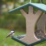 Drvene hranilice za ptice - jednostavno i brzo za napraviti