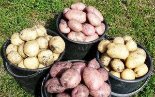 Lyginamoji bulvių derliaus analizė Rusijoje ir pasaulyje